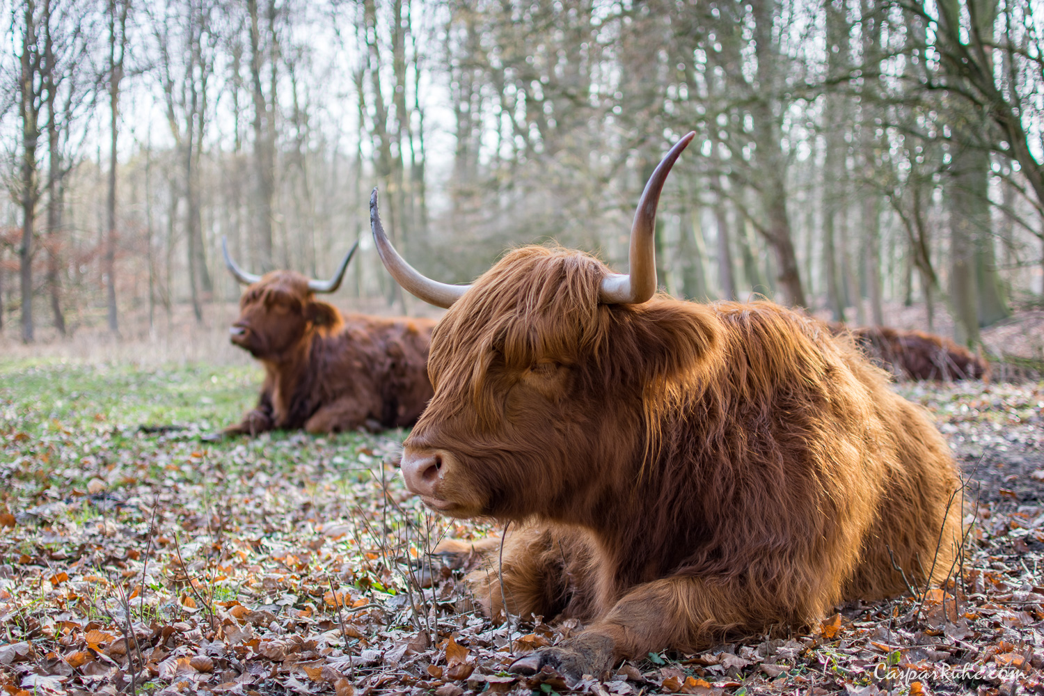 Highland Cattle